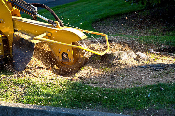 Professional Tree Removal in Loch Lomond, VA